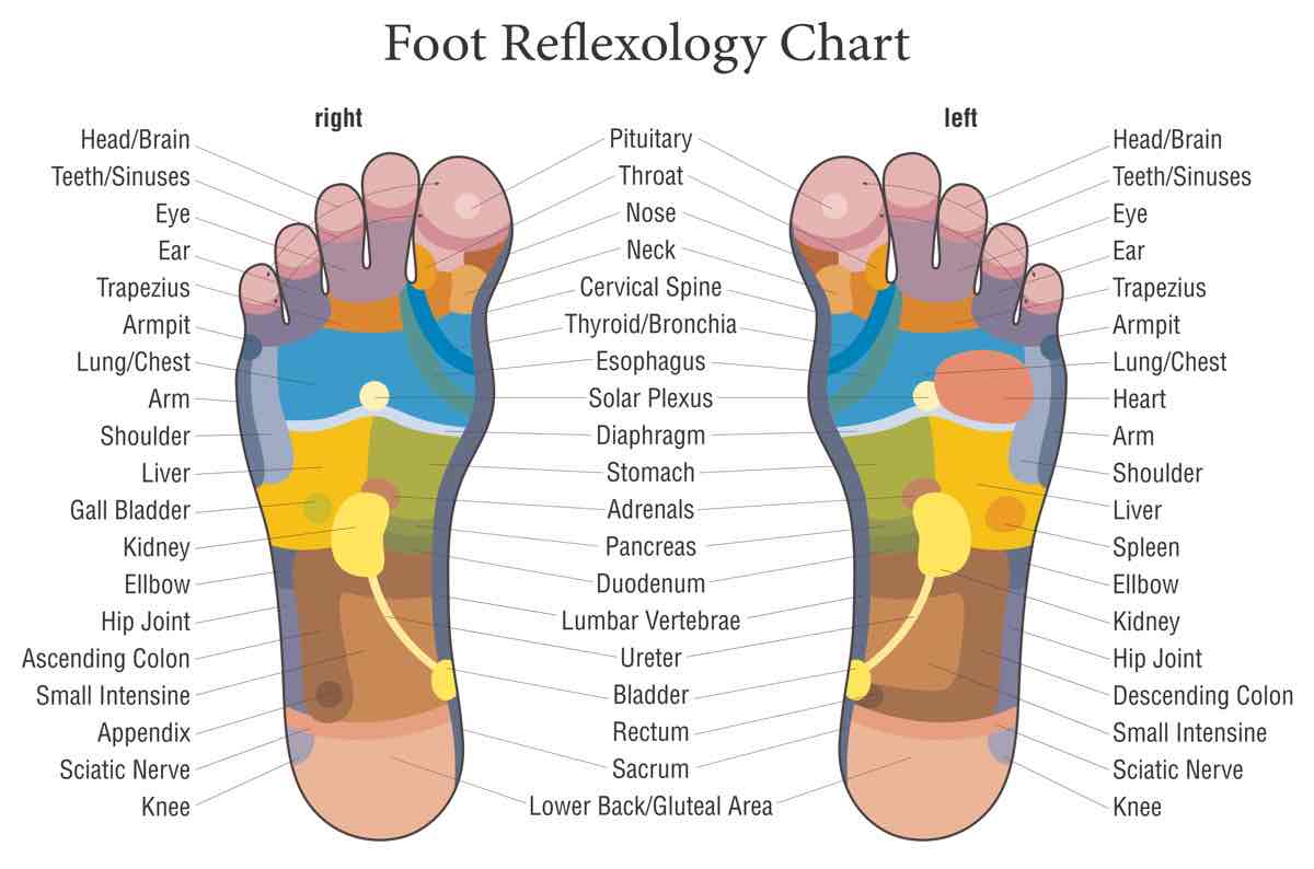 Reflexology Chart